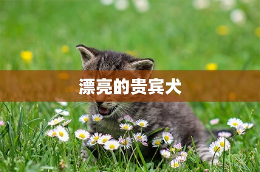 漂亮的貴賓犬