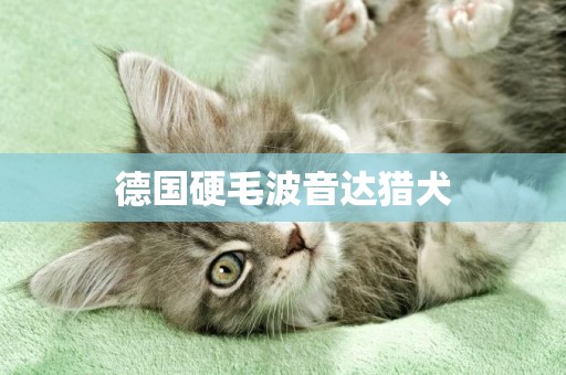 德國硬毛波音達獵犬