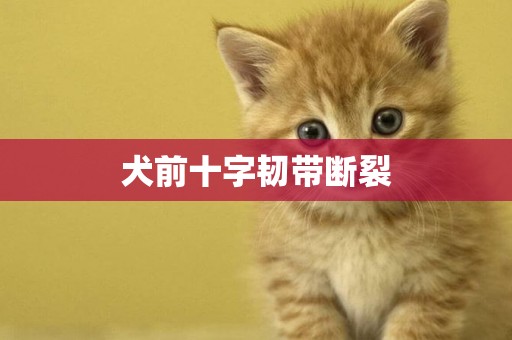 犬前十字韌帶斷裂