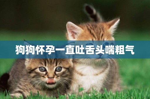 狗狗懷孕一直吐舌頭喘粗氣