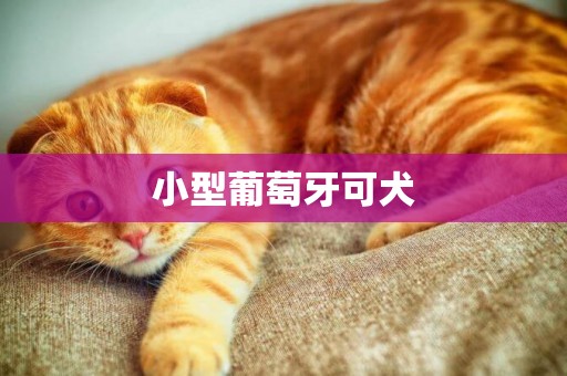 小型葡萄牙可犬