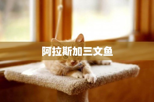 阿拉斯加三文魚
