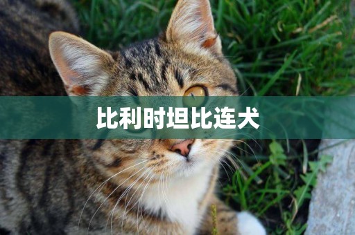比利時坦比連犬