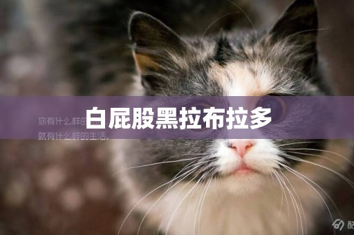 白屁股黑拉布拉多
