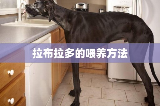 拉布拉多的喂養方法