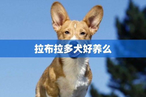 拉布拉多犬好養么