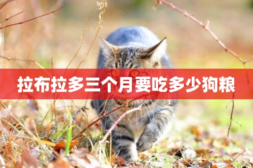 拉布拉多三個月要吃多少狗糧