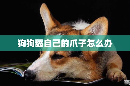 狗狗舔自己的爪子怎么辦