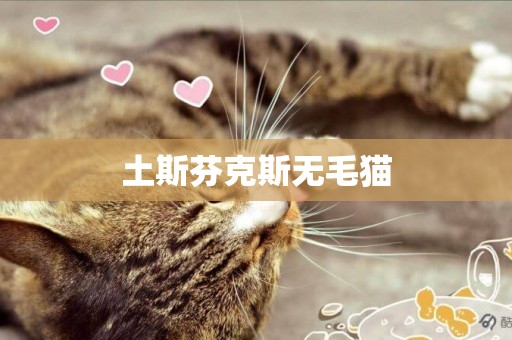 土斯芬克斯無毛貓