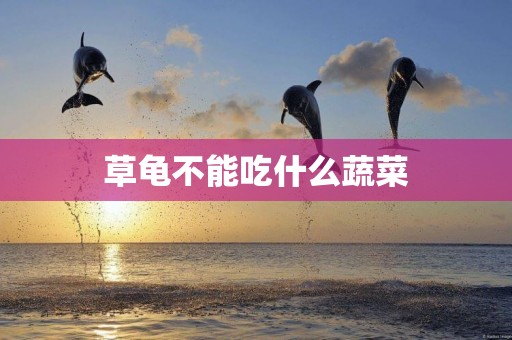 草龜不能吃什么蔬菜