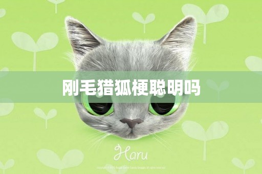 剛毛獵狐梗聰明嗎