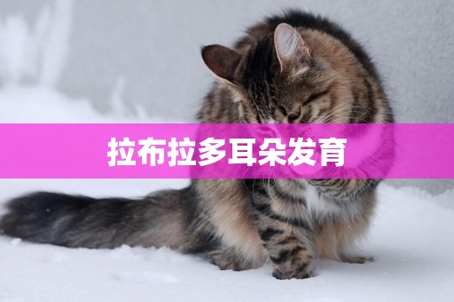 拉布拉多耳朵發育