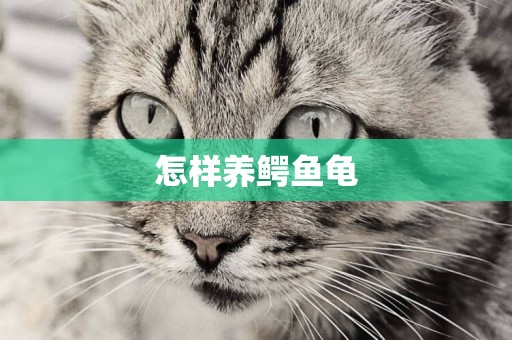 怎樣養鱷魚龜