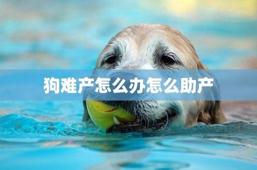 狗難產怎么辦怎么助產