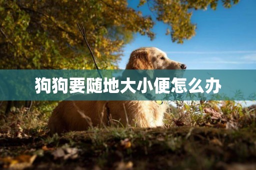 狗狗要隨地大小便怎么辦