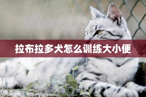 拉布拉多犬怎么訓練大小便