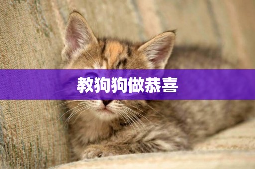 教狗狗做恭喜