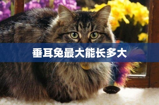 垂耳兔最大能長多大