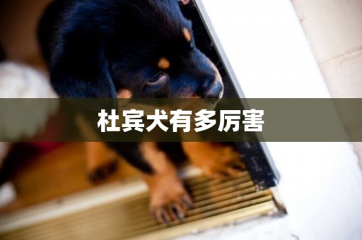 杜賓犬有多厲害