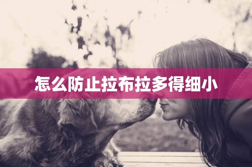 怎么防止拉布拉多得細小
