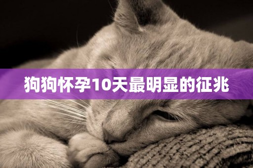 狗狗懷孕10天最明顯的征兆