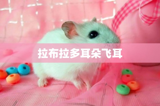 拉布拉多耳朵飛耳