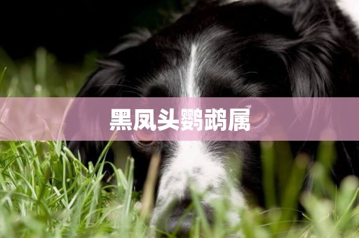黑鳳頭鸚鵡屬
