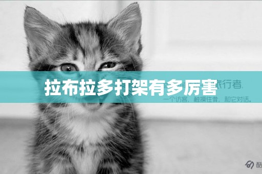 拉布拉多打架有多厲害