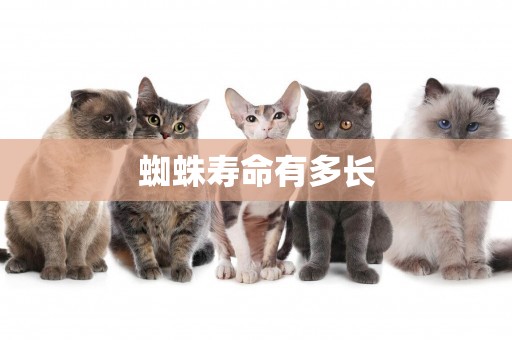 蜘蛛壽命有多長