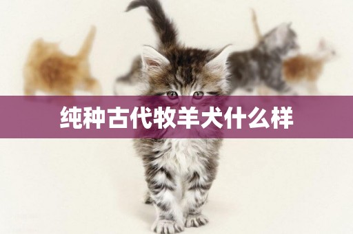 純種古代牧羊犬什么樣