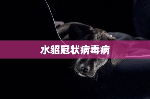 水貂冠狀病毒病