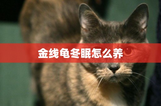 金線龜冬眠怎么養