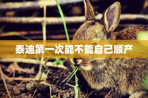 泰迪第一次能不能自己順產