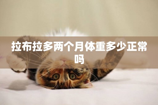 拉布拉多兩個月體重多少正常嗎