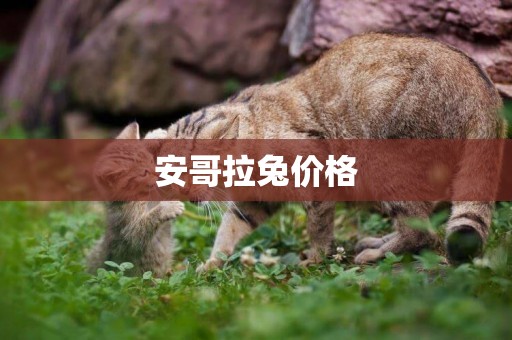 安哥拉兔價格