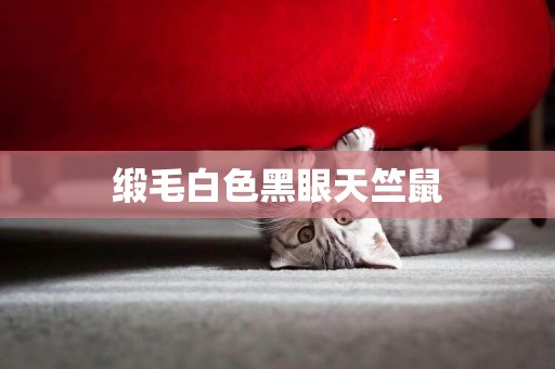緞毛白色黑眼天竺鼠