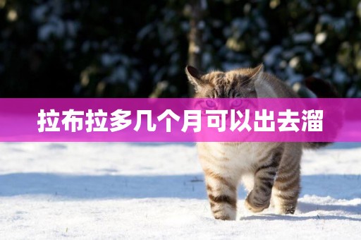 拉布拉多幾個月可以出去溜
