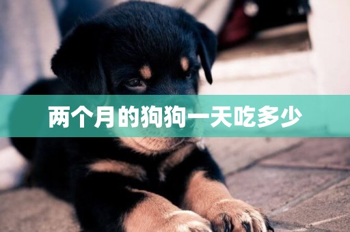 兩個月的狗狗一天吃多少