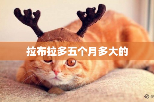 拉布拉多五個月多大的