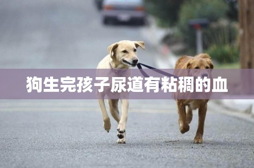 狗生完孩子尿道有粘稠的血