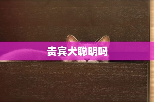 貴賓犬聰明嗎