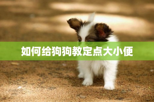 如何給狗狗教定點大小便