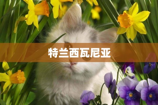 特蘭西瓦尼亞