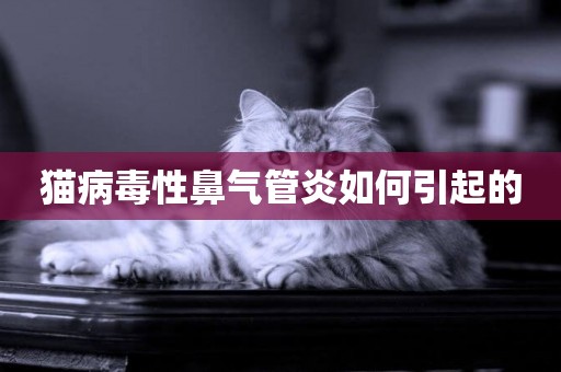 貓病毒性鼻氣管炎如何引起的