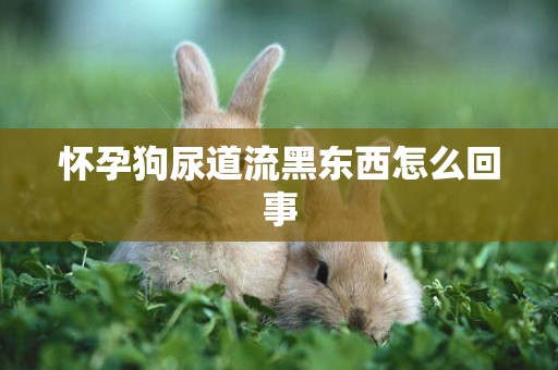 懷孕狗尿道流黑東西怎么回事