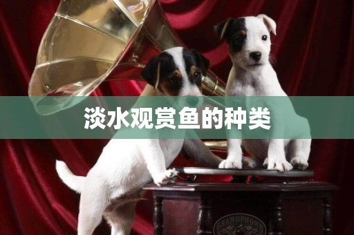 淡水觀賞魚的種類