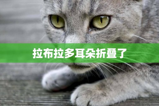 拉布拉多耳朵折疊了
