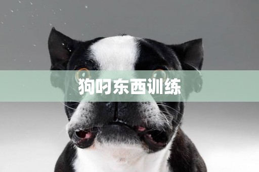 狗叼東西訓練