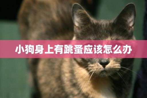 小狗身上有跳蚤應該怎么辦