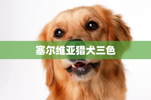 塞爾維亞獵犬三色